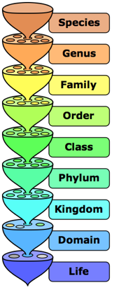 The Hierarchy of Biological Classifications