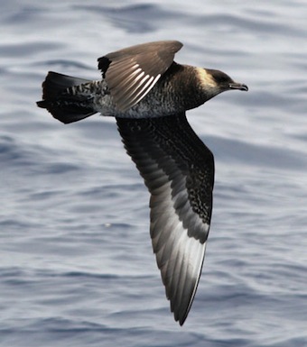 A Skua