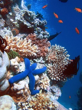 Biodiversity in a Coral Reef