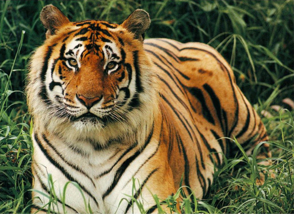 A Bengal Tiger