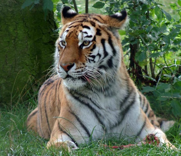 A Siberian Tiger